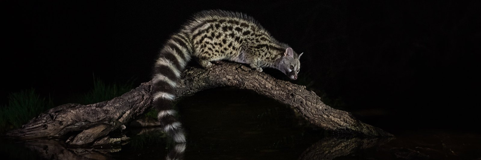 Andalousie, Espagne, voyage de photo animalière