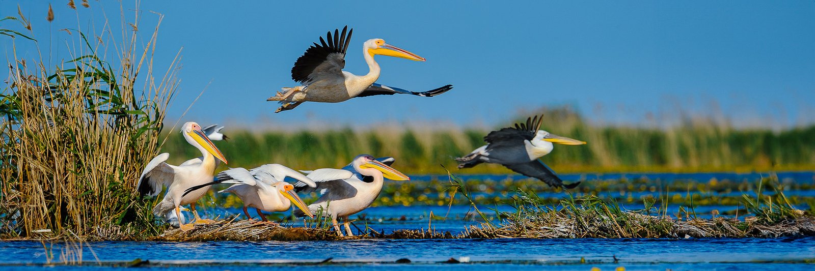 Delta du Danube, voyage photo animalière