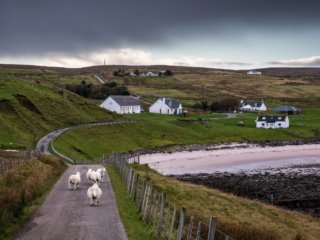 Moutons sur une route, Assynt, Ecosse