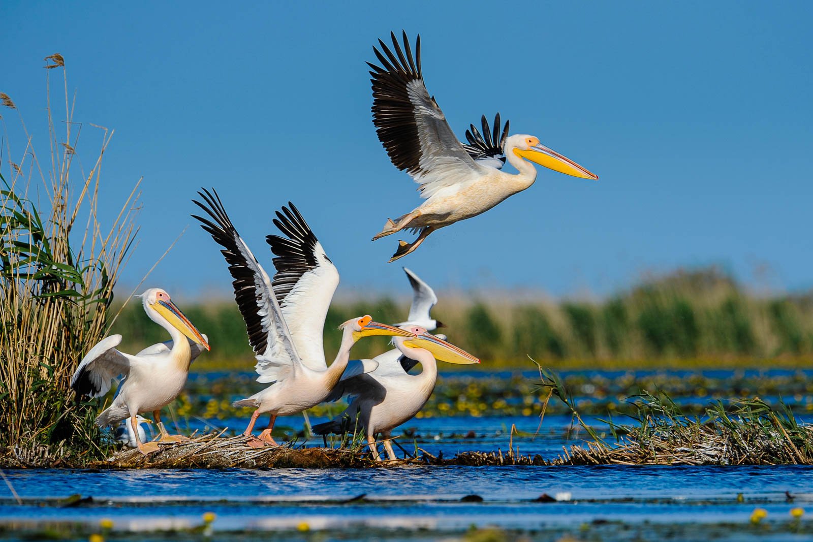 Pélicans blancs, delta du Danube