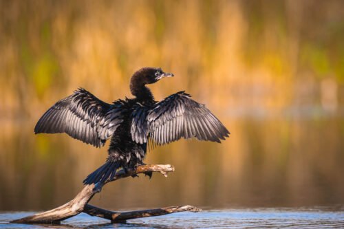 Cormoran pygmée, delta du Danube