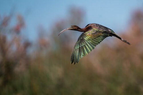 Ibis falcinelle, delta du Danube