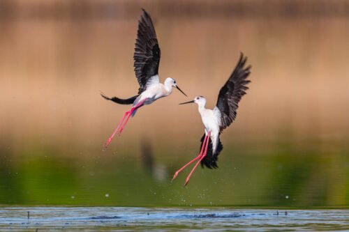 Echasses blanches, delta du Danube