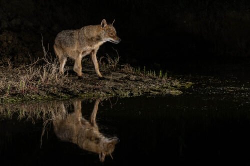 Chacal doré, de nuit, delta du Danube