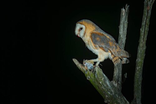 Chouette effraie, de nuit, delta du Danube