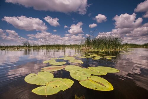 Un lac du delta, Danube