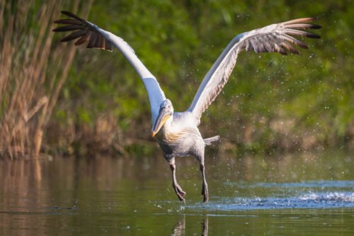 Pélican frisé, delta du Danube