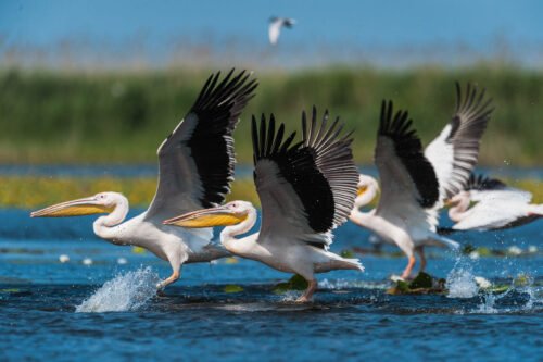 Pélicans blancs, delta du Danube