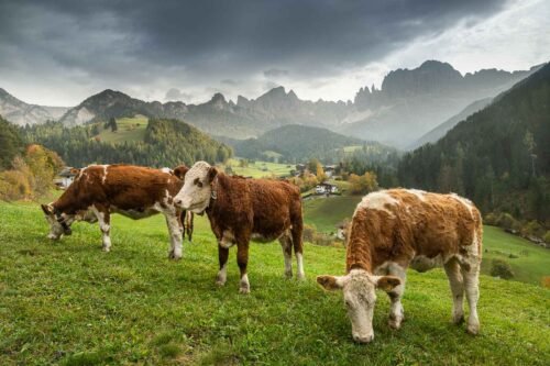 Alpage, Dolomites