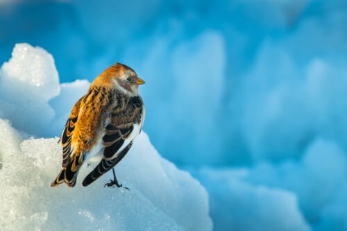 Bruant des neiges, Islande