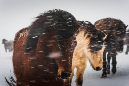 Chevaux, Islande