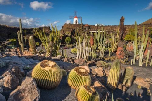 Jardin de cactus, Lanzarote