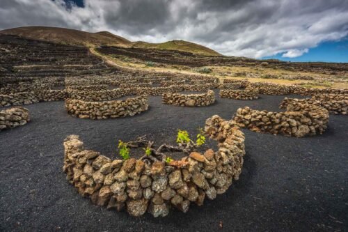 Vignobles, Lanzarote