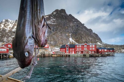 Musée de la pêche, Lofoten