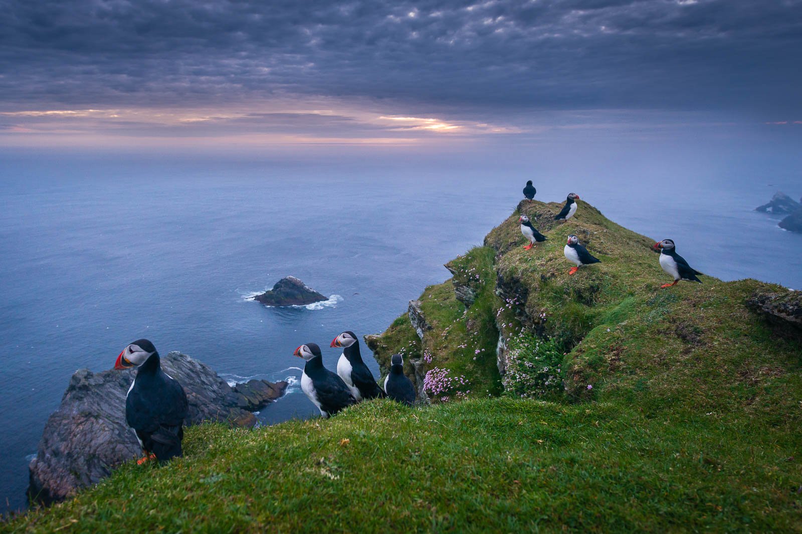 Macareux, Hermaness, Shetland