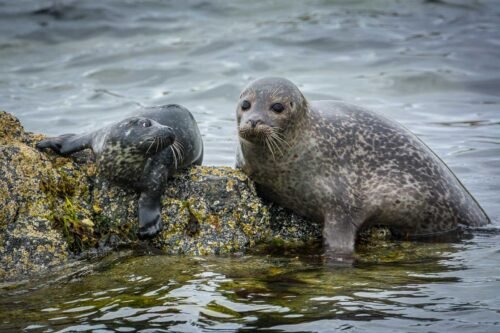 Phoque veau-marin, Shetland