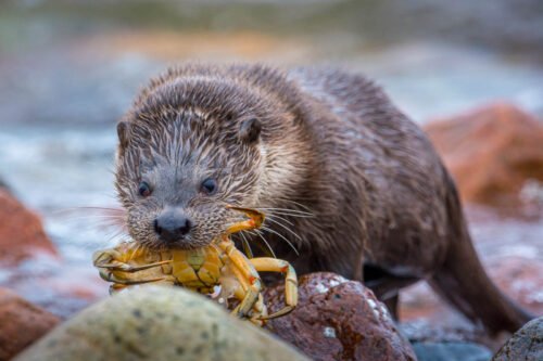 Loutre d'Europe, Shetland