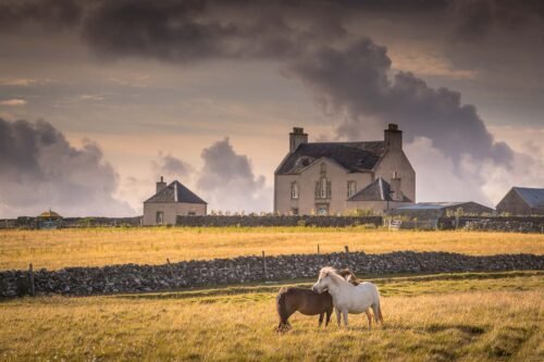 Poneys, Shetland