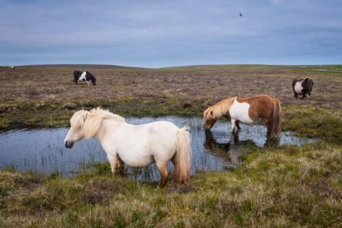 Poneys, Shetland