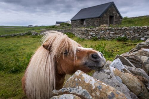 Poney, Shetland