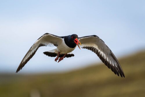 Huitrier pie, Shetland