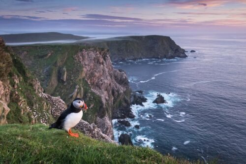 Macareux, Hermaness, Shetland