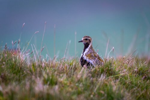 Pluvier doré, Shetland