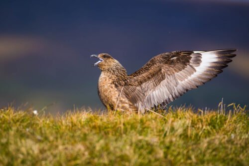 Grand labbe, Shetland