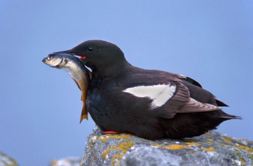 Guillemot à miroir, Shetland