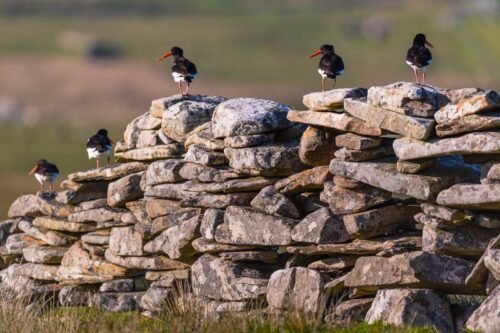 Huitriers pie, Shetland