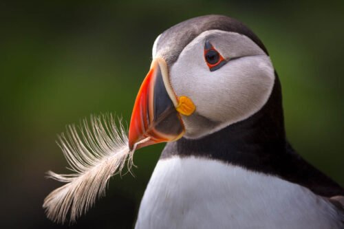 Macareux à la plume, Shetland