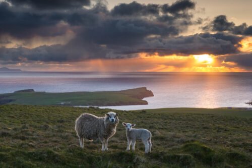 Brebis et agneau, Shetland