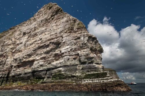 Noup of Noss, Shetland