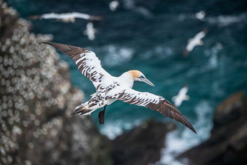 Fou de Bassan, Shetland