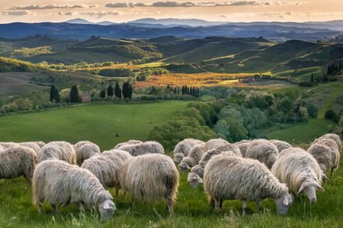 Moutons, Crete senesi, Toscane