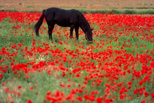 Cheval et coquelicots, Toscane