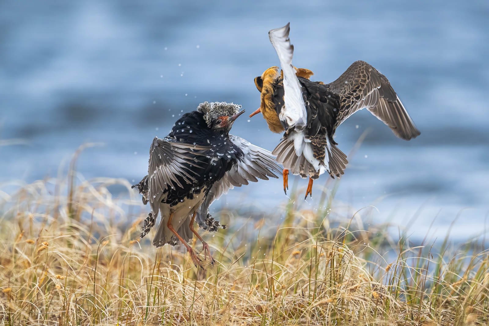 Chevaliers combattants, Varanger