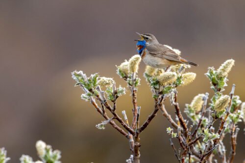 Gorgebleue, Varanger