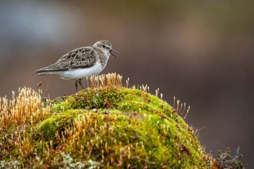 Bécasseau de Temminck, Varanger