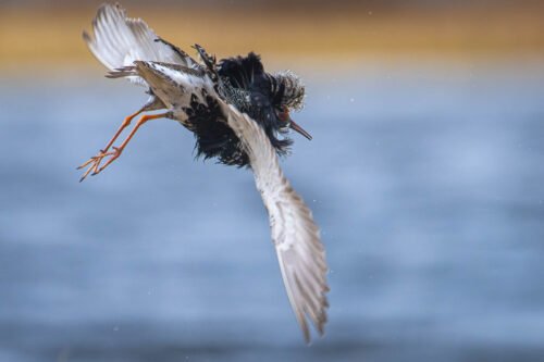 Chevalier combattant, Varanger