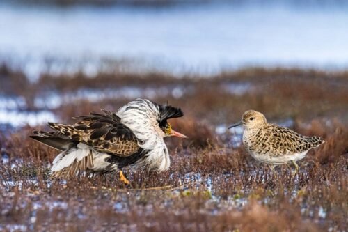 Chevaliers combattants, Varanger