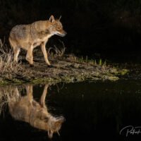 Chacal doré, photo de nuit.