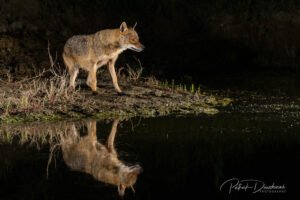 Chacal doré, photo de nuit.