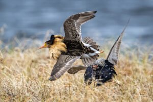 Chevaliers combattants, Varanger, Norvège