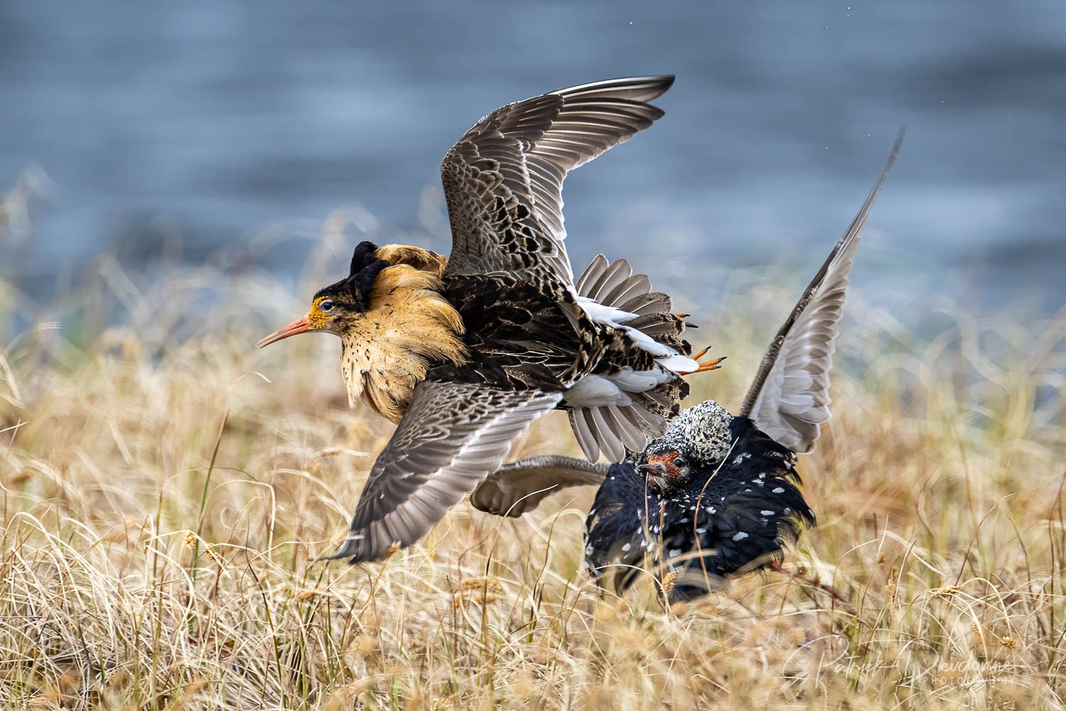 Chevaliers combattants, Varanger, Norvège