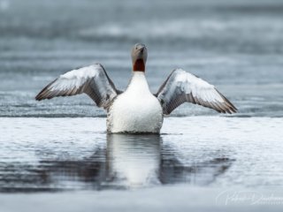 Plongeon catmarin, Varanger, Norv&egrave;ge.