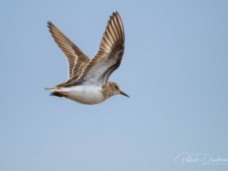 B&eacute;casseau de Temminck, Varanger, Norv&egrave;ge.