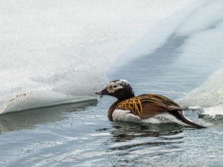 Harelde bor&eacute;ale, Varanger, Norv&egrave;ge.