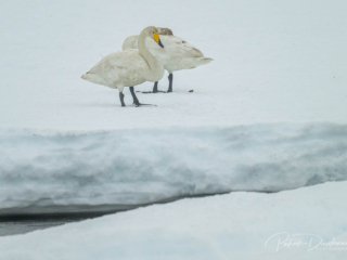 Cygnes chanteurs, Varanger, Norv&egrave;ge.