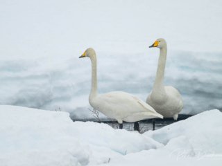Cygnes chanteurs, Varanger, Norv&egrave;ge.